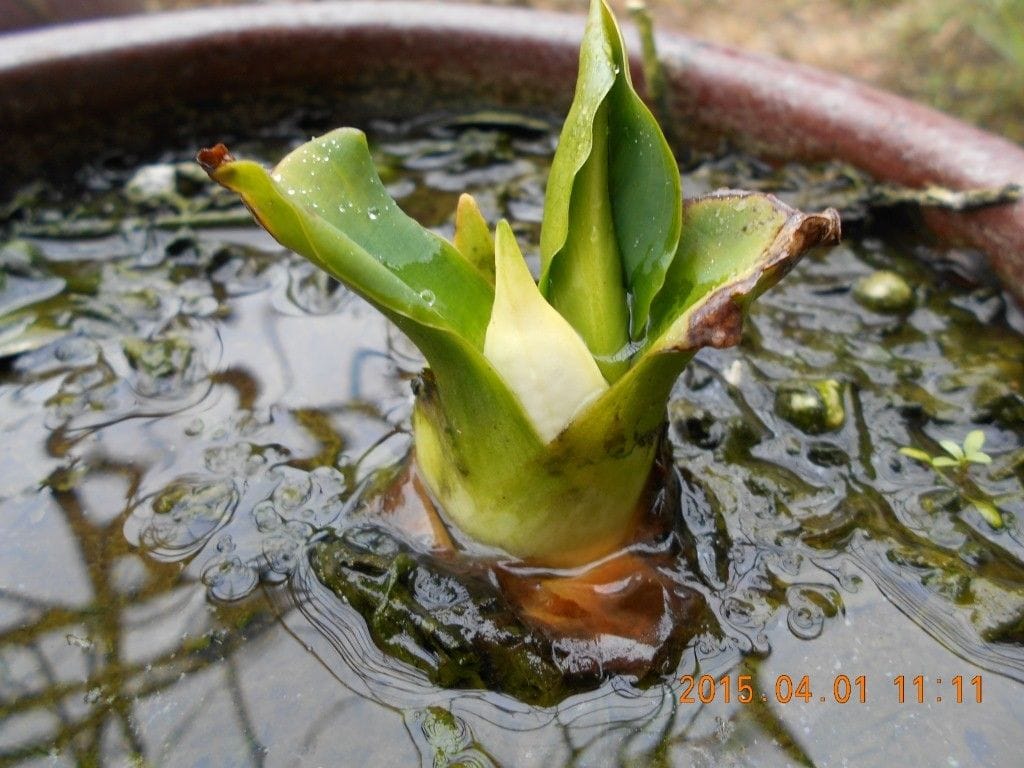 水芭蕉、石楠花、エビネ