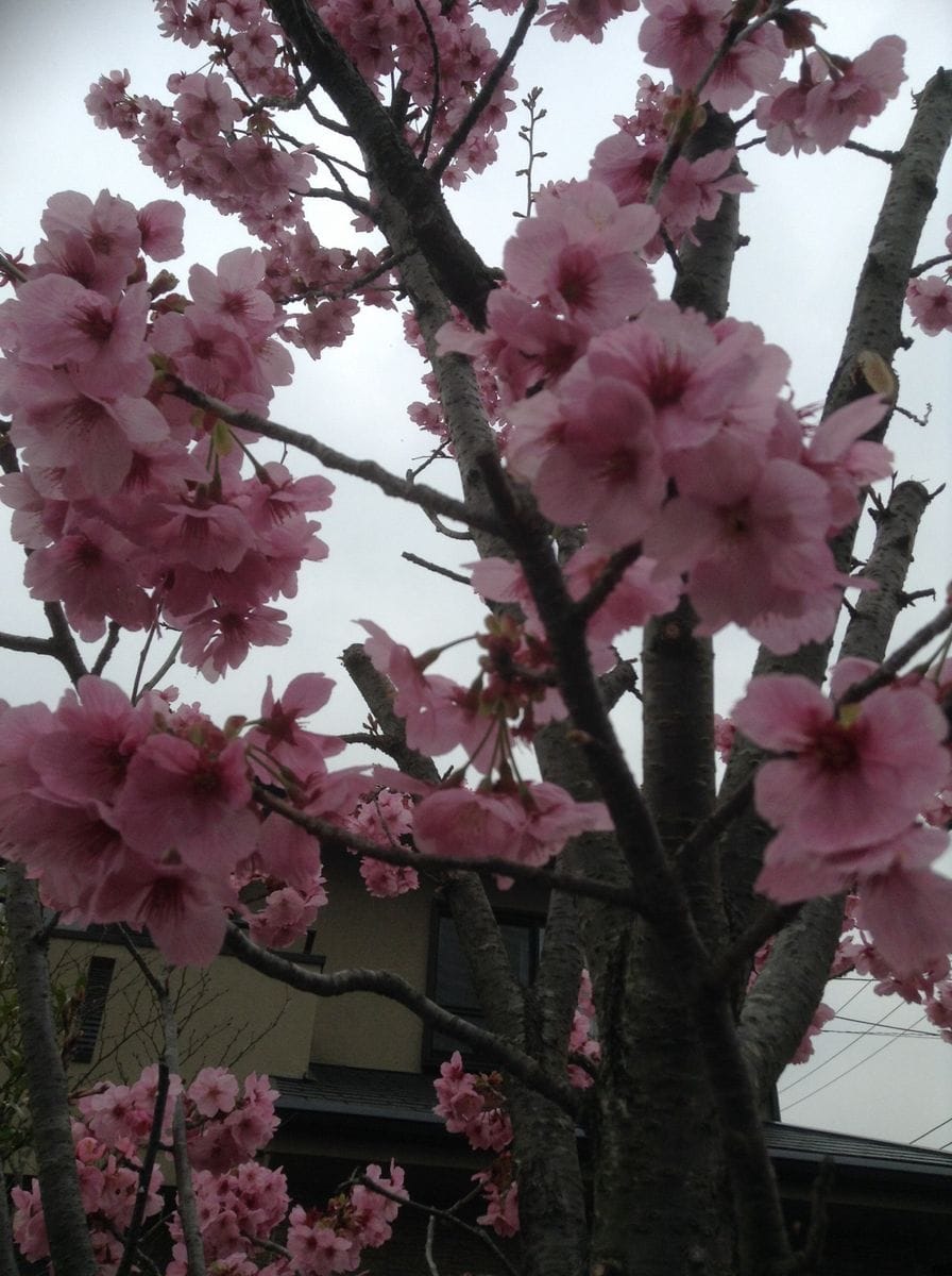 昨日は花曇りでした！あかん今日撮り直しです！