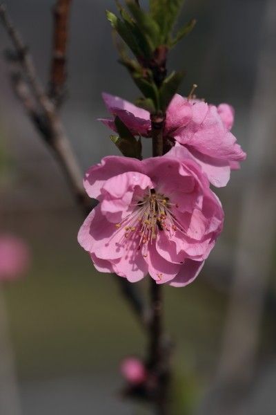 花桃は満開かな