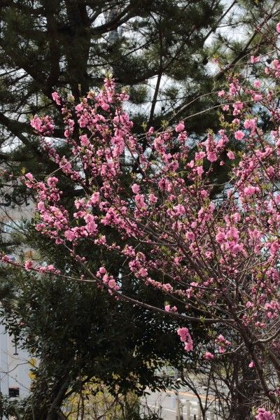 花桃は満開かな