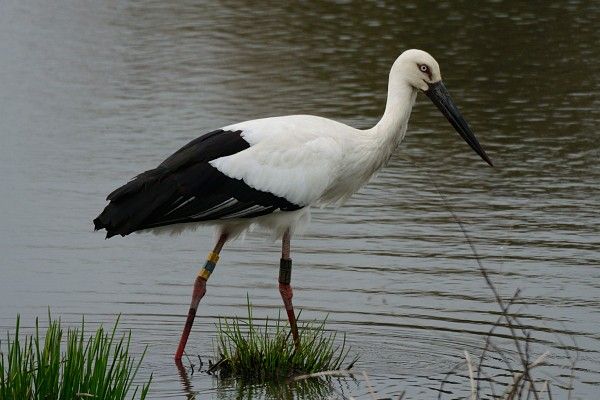 コウノトリ