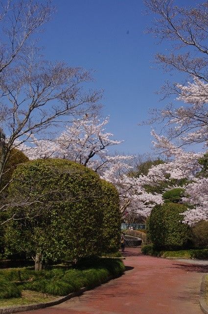 城山のお花見