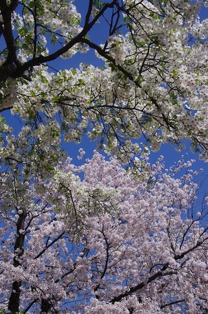 城山のお花見