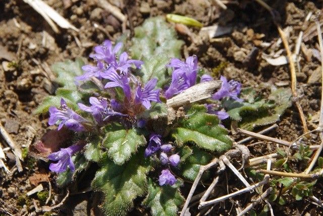 城山のお花見