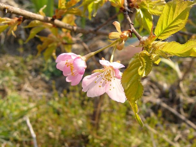 すぎにし桜