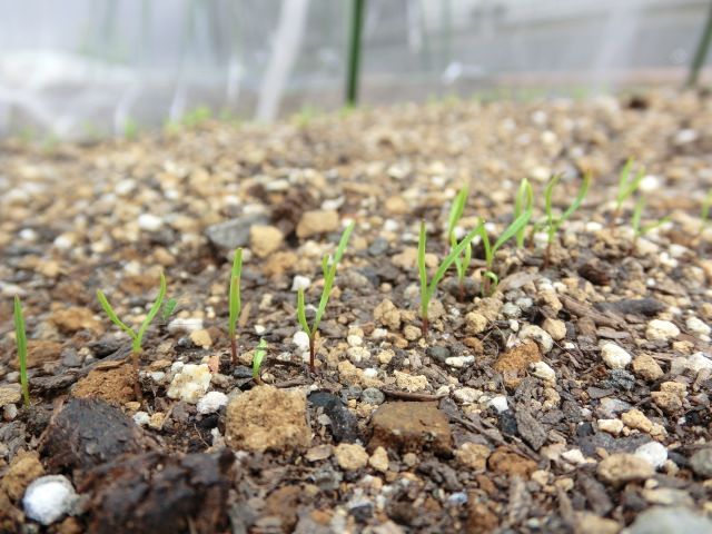 野菜が発芽しました