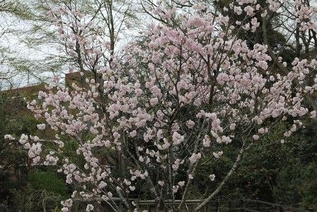 4月3日のサクラ園