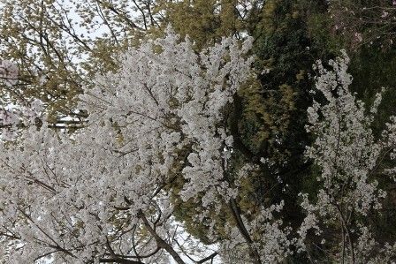 4月3日のサクラ園