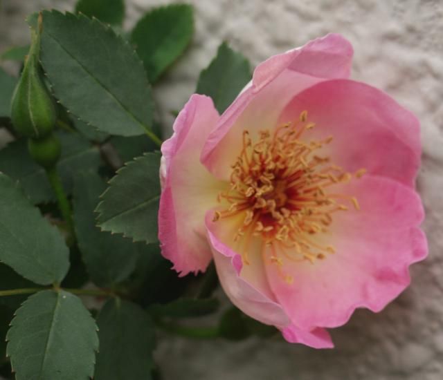 「春の朝」の開花