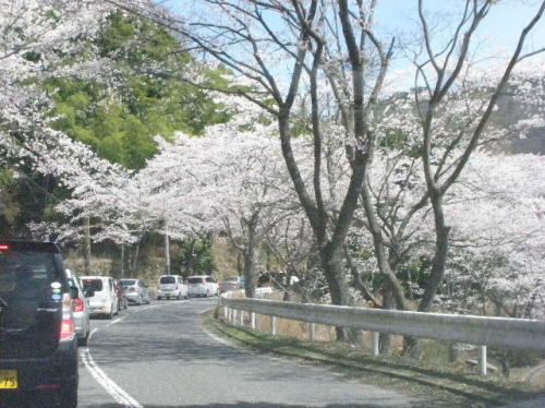 ヒューケラにも蕾がついています