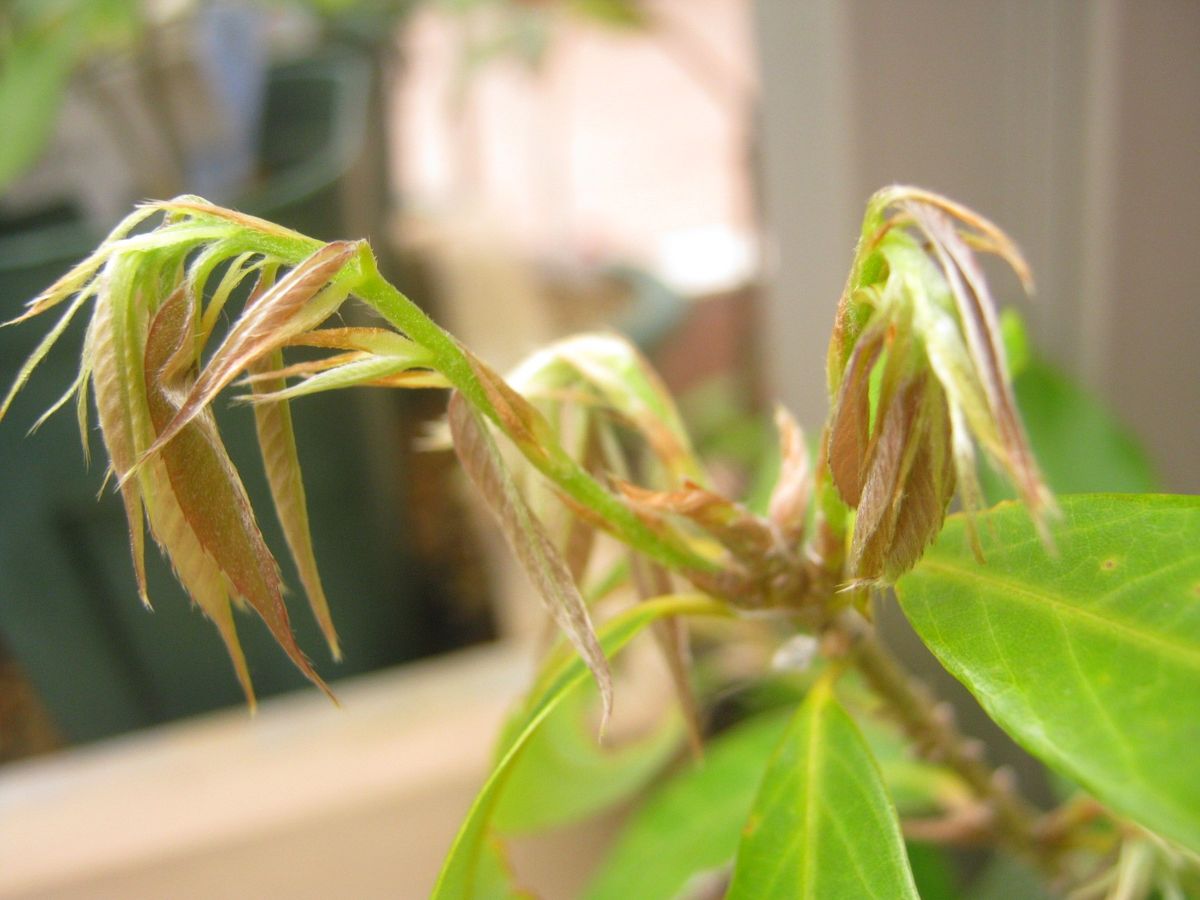 雨だと早朝植え替えが出来ない