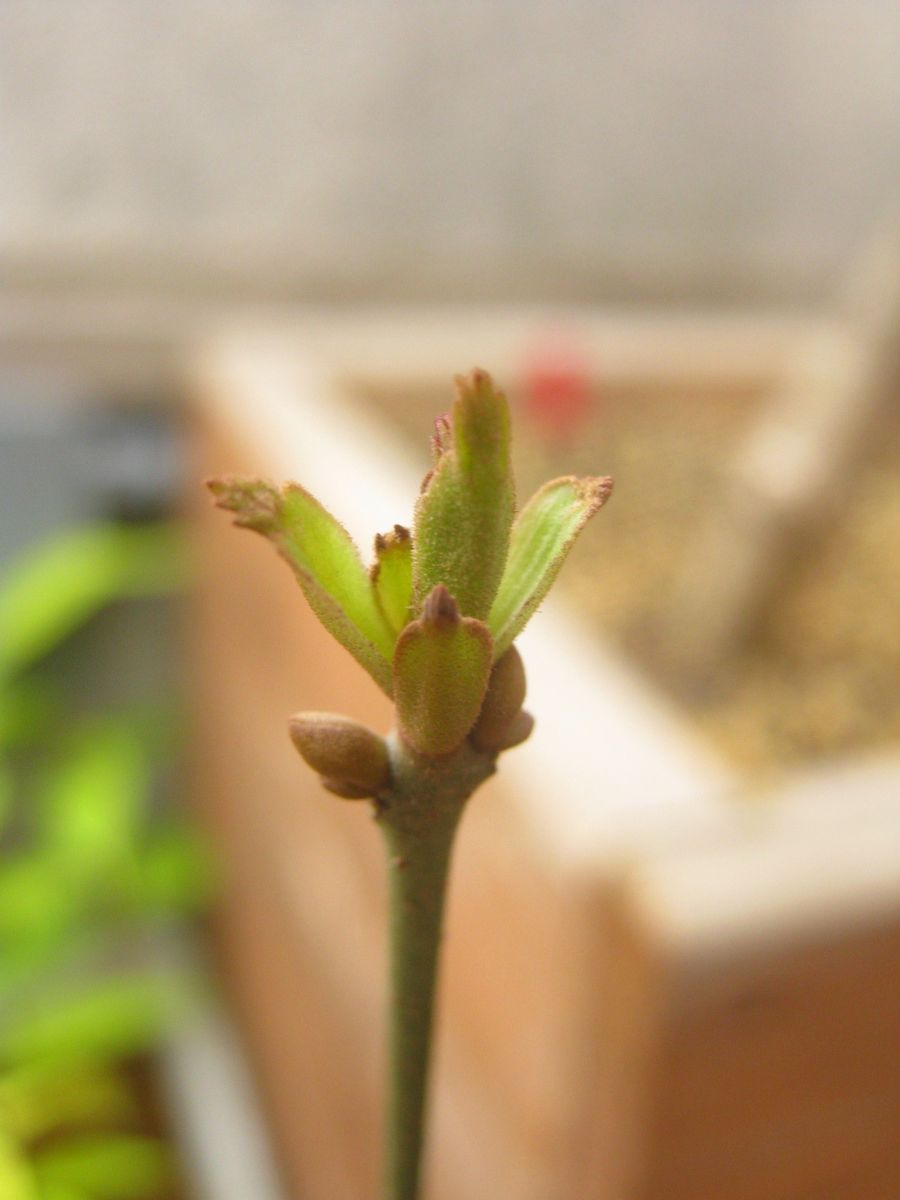 雨だと早朝植え替えが出来ない