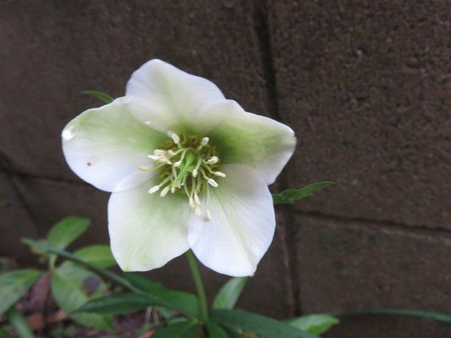 春は馬車にのって⑧