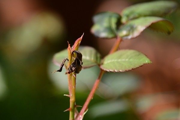 バラゾウムシの被害が