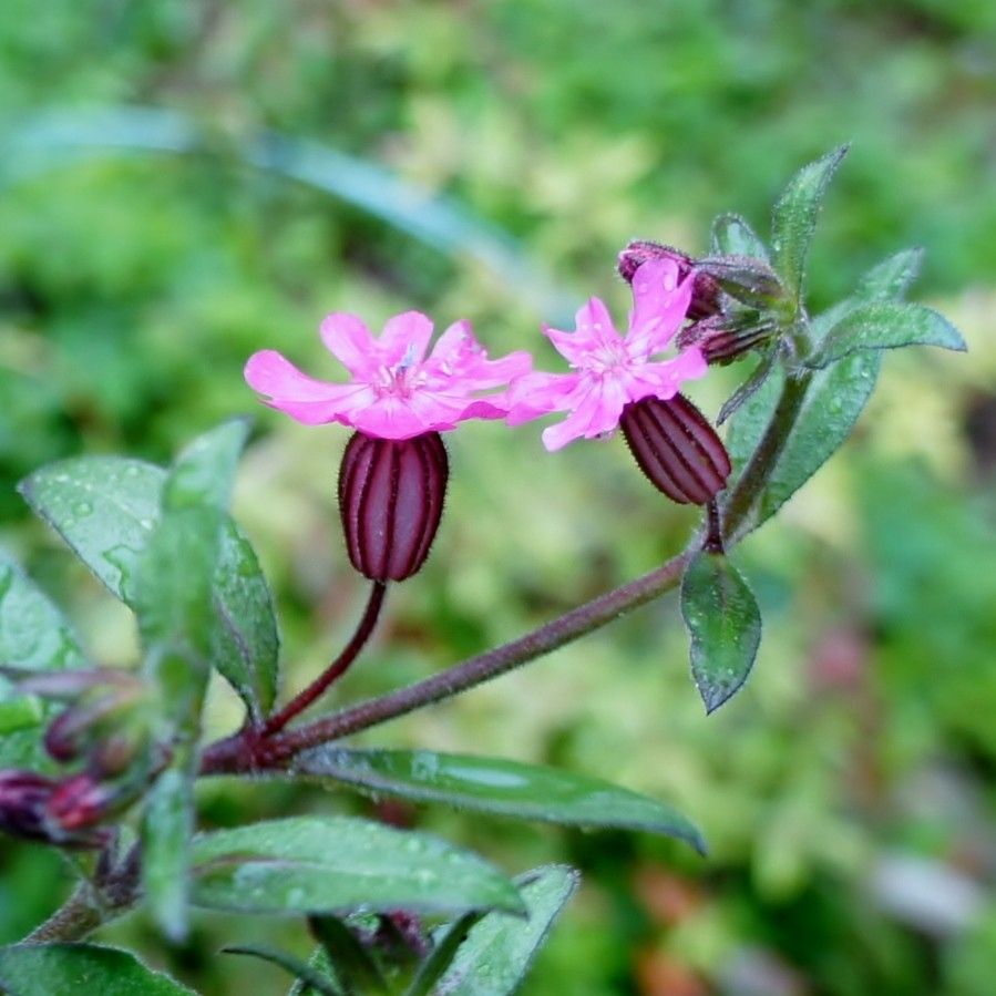 ピンクの花