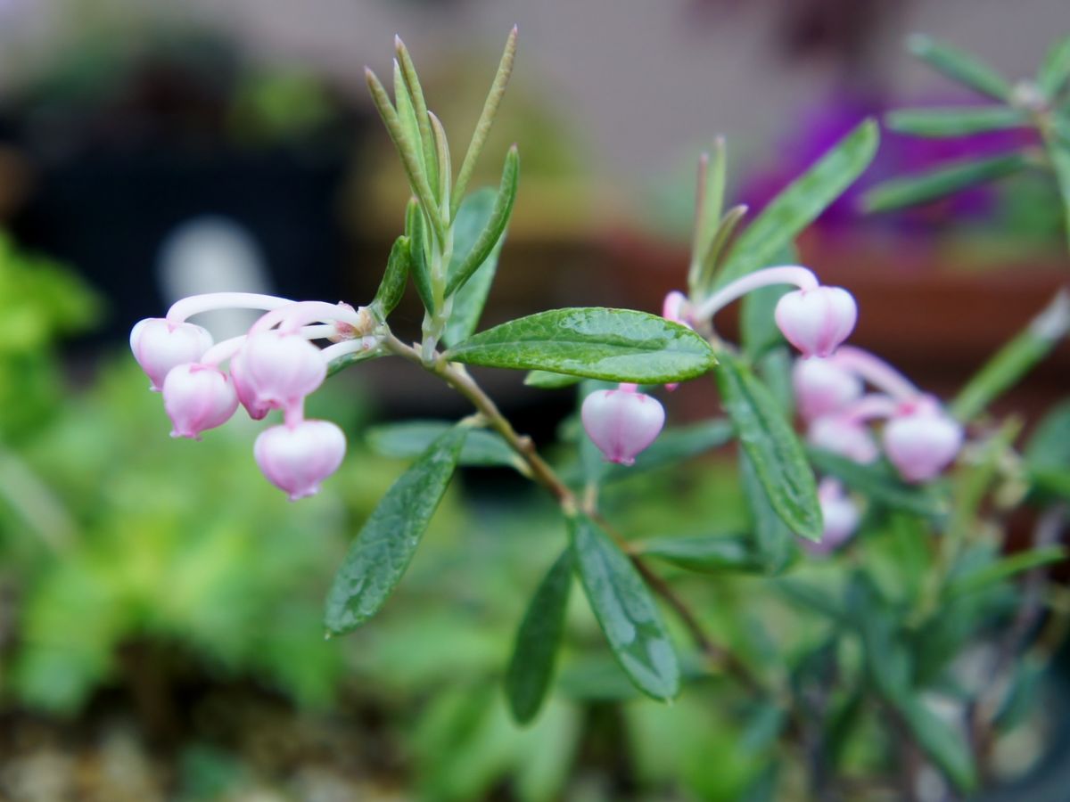 ピンクの花