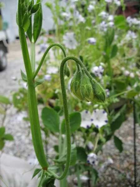 ミックス種から育った花と今年は花が咲きそうな君子ラン