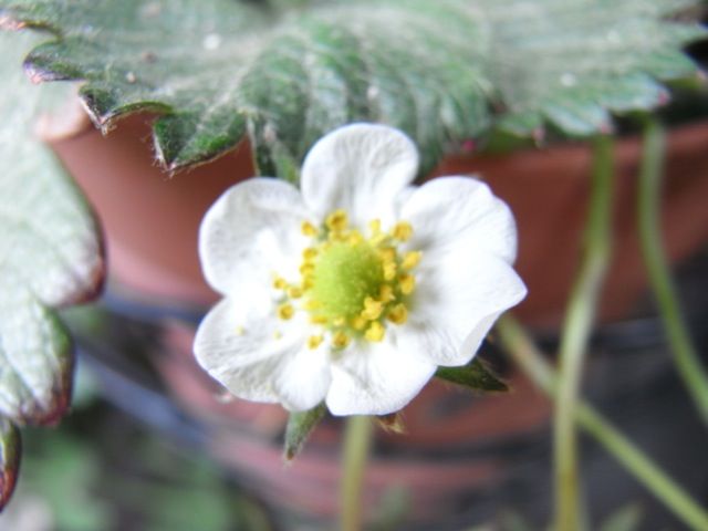 イチゴの花と実