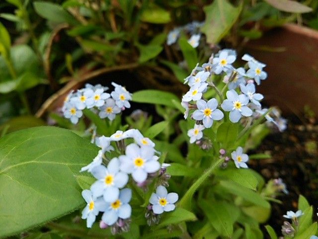 ブルーデージー　忘れな草　ランタナ冬越し成功！