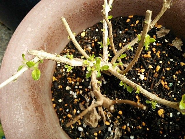 ブルーデージー　忘れな草　ランタナ冬越し成功！