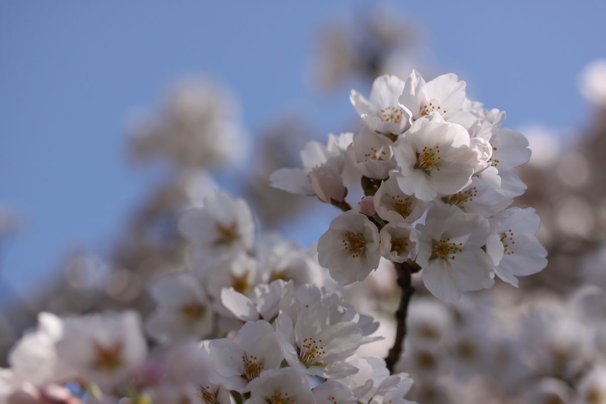 満開の桜で見送る…