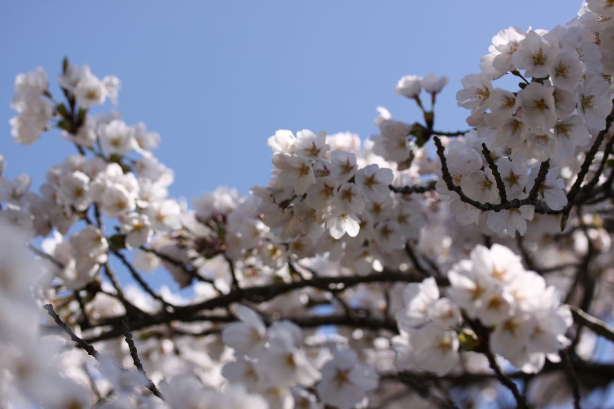 満開の桜で見送る…