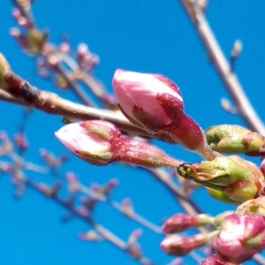 桜、もうちょいです(*^^*)