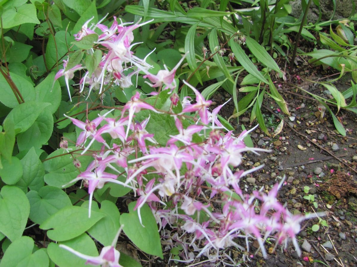 いつもの花が満開だ