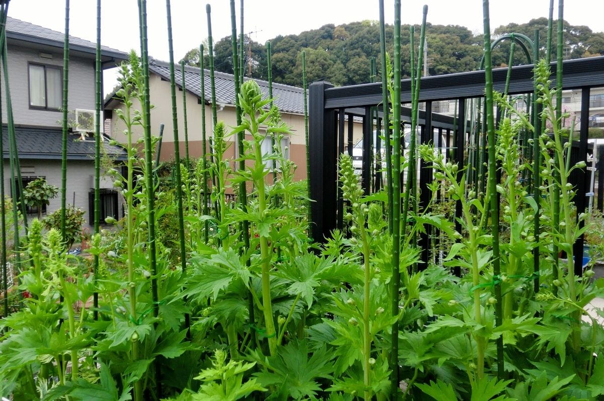 雨が降る前に・・・