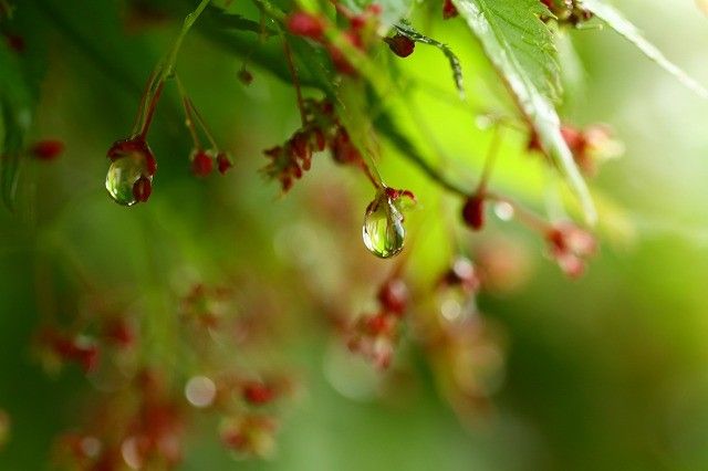 雨でした。