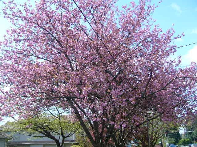 今年もご近所の桜でお花見／またプレコ