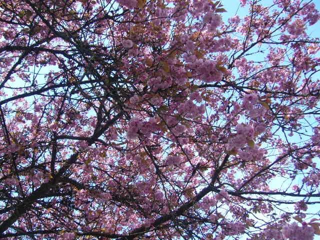 今年もご近所の桜でお花見／またプレコ