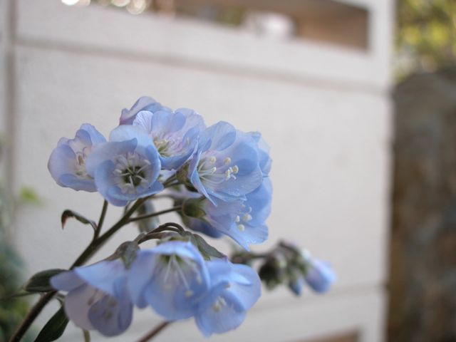 Polemonium reptans