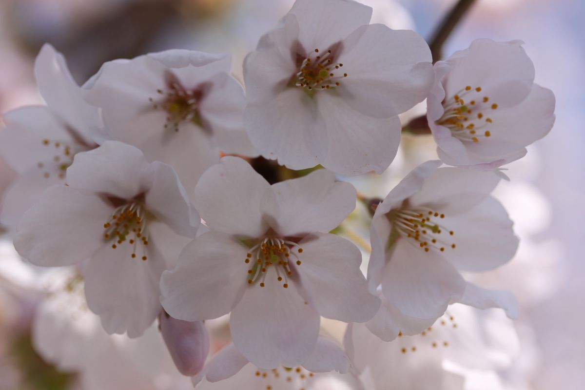 我が家の桜も満開に～！