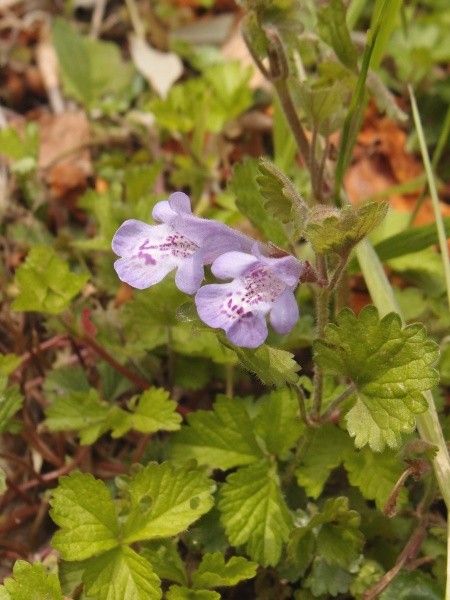 野の花