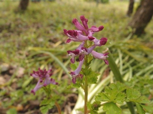 野の花