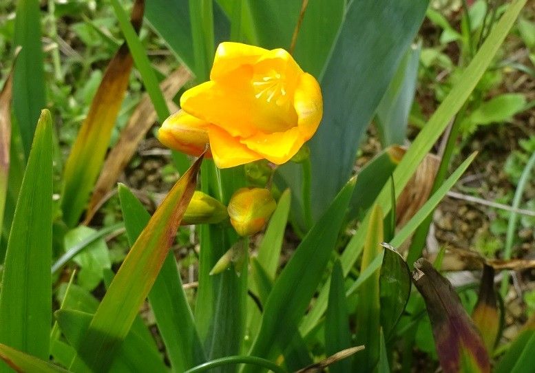 雑草の寄せ植え？