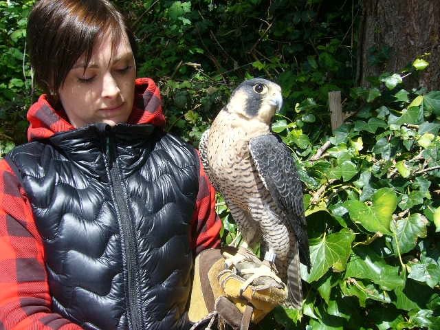 庭ふくろう、チビふくろうに会う