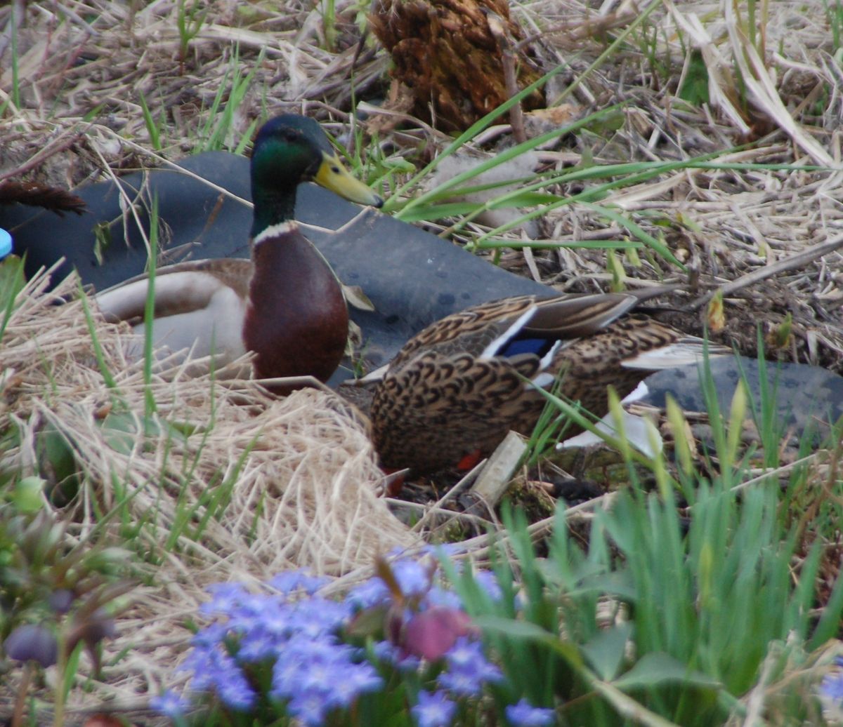 びっくり・カモ