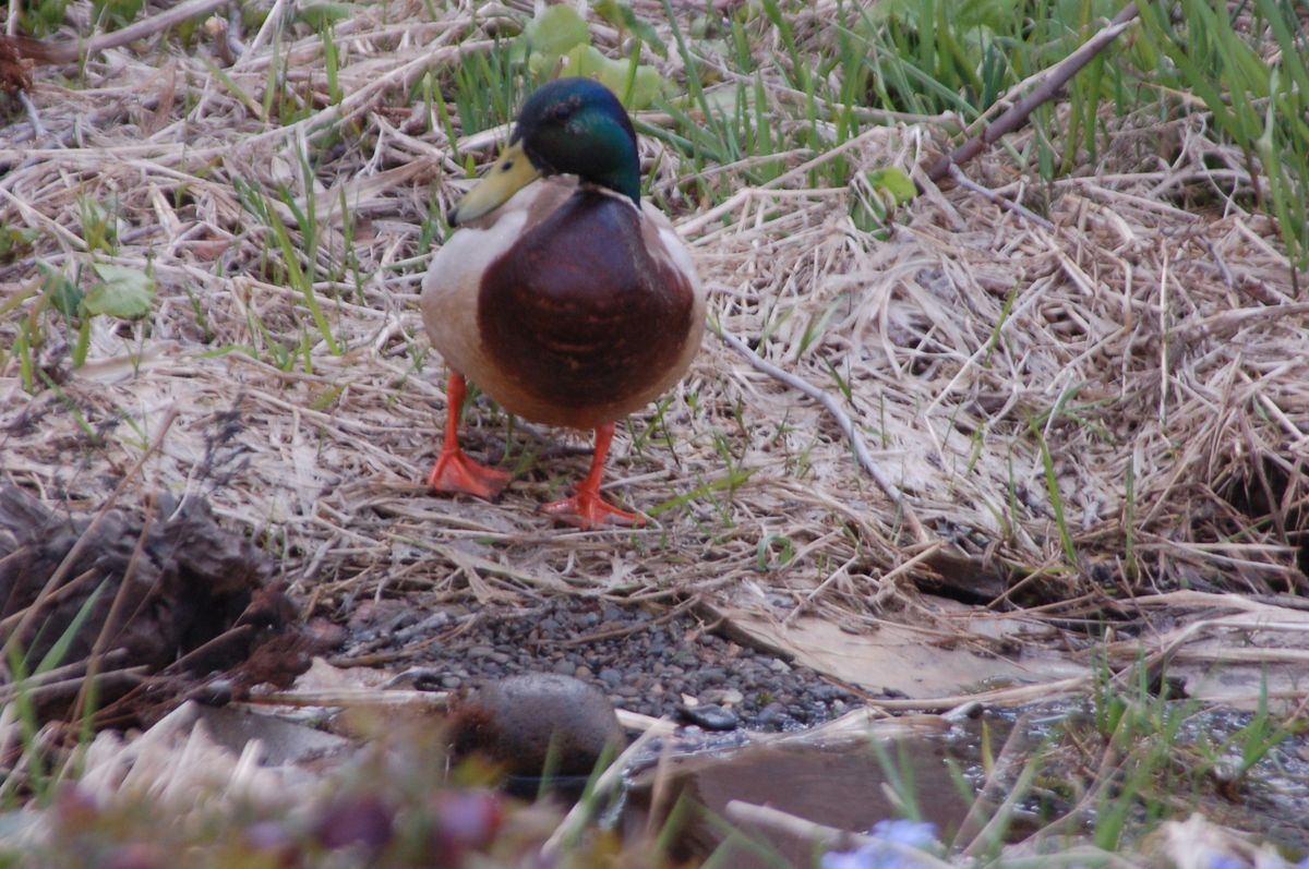 びっくり・カモ