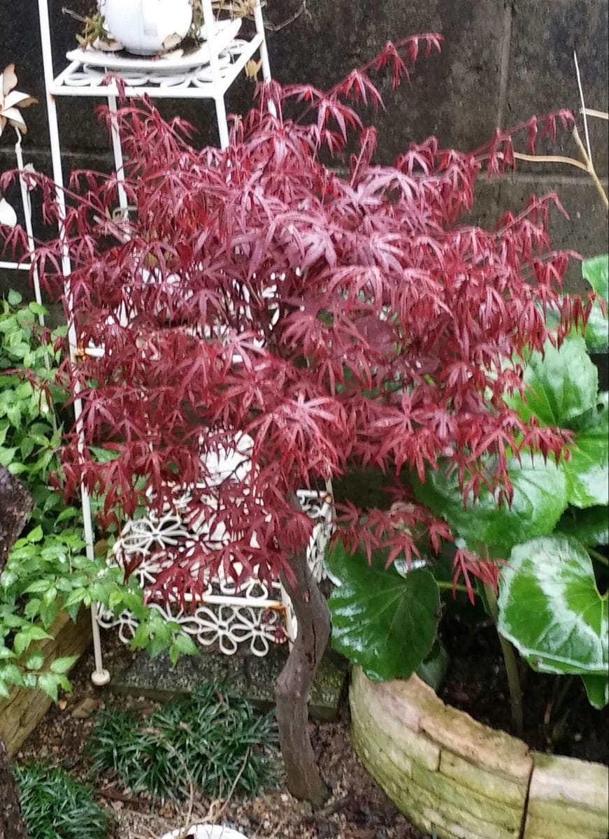 雨上がり…きらないお庭で