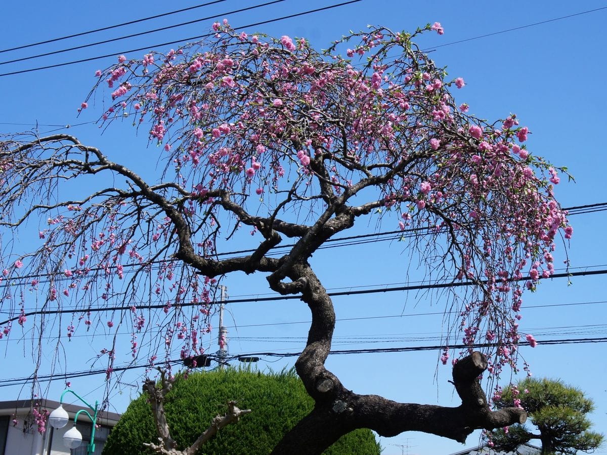 枝垂れ桃　星咲きアッツ桜[i:203]