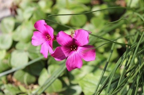 最後に咲くオキザリス