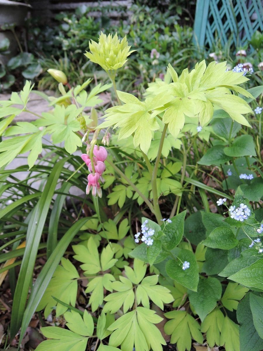 リーフの芽吹き