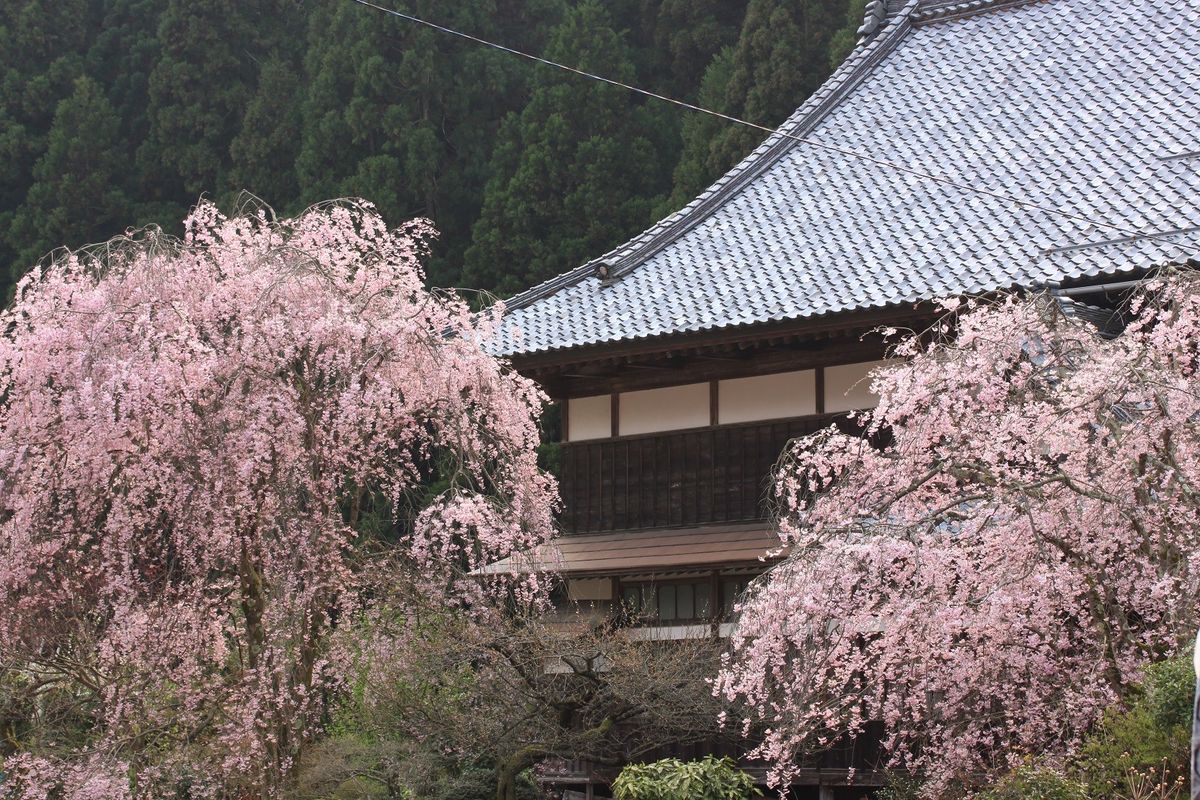 桜・桜・桜