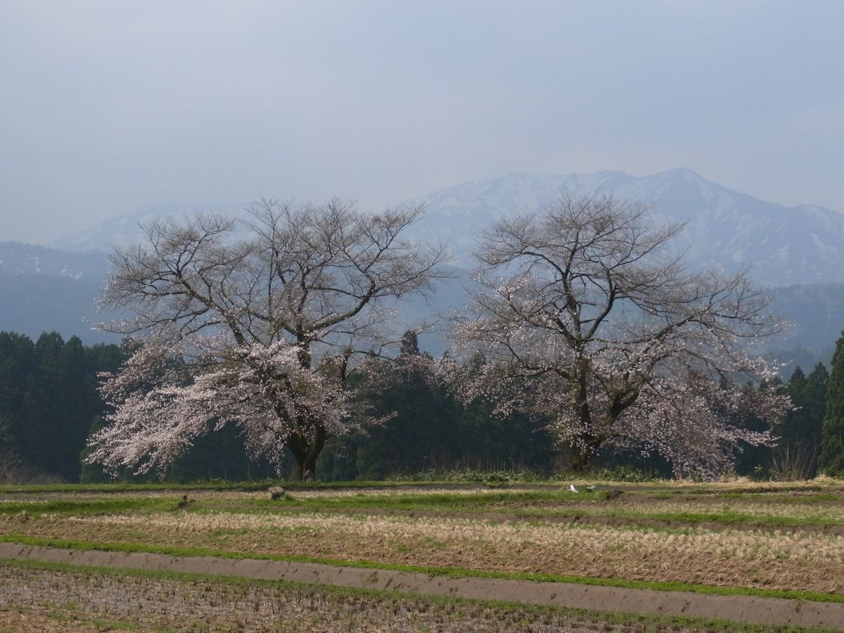 桜・桜・桜