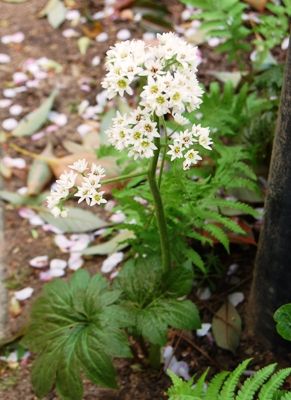 シブくてユニーク！山野草