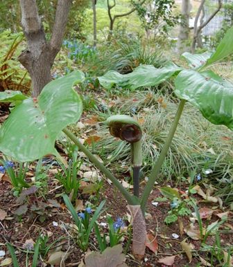 シブくてユニーク！山野草