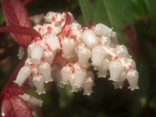 小さな白い釣鐘状の花