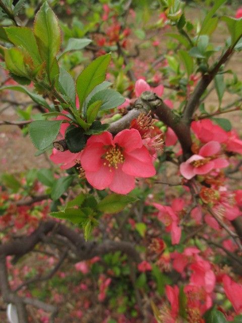 地味だって、良いじゃない!～春の名脇役～